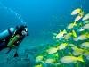 Diving 